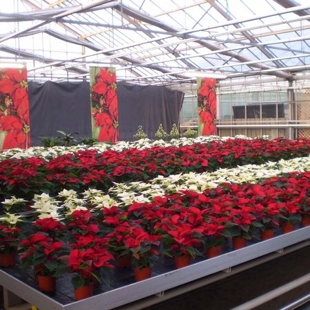 Mehrere ausgestellte Pflanzen mit roten und weißen Blumen