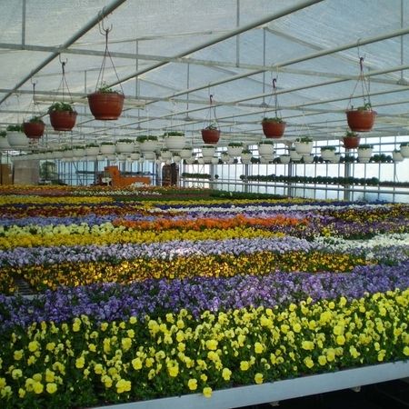 Mehrere ausgestellte Pflanzen mit bunten Blumen