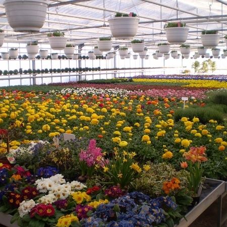 Mehrere ausgestellte Pflanzen mit bunten Blumen