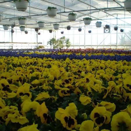 Mehrere ausgestellte Pflanzen mit gelben Blumen