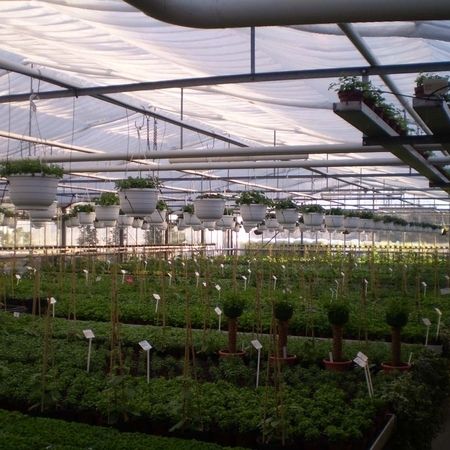 Mehrere ausgestellte Pflanzen