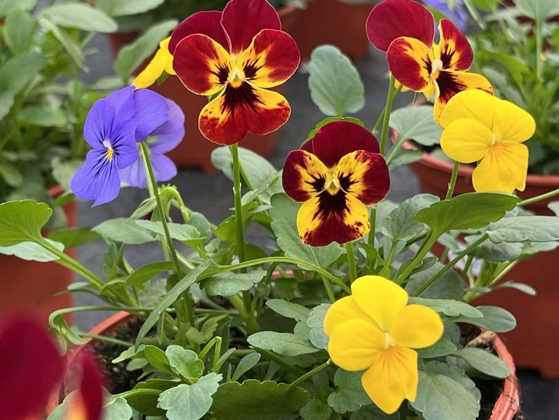 Eine rot-gelbe Blume in einem roten Topf